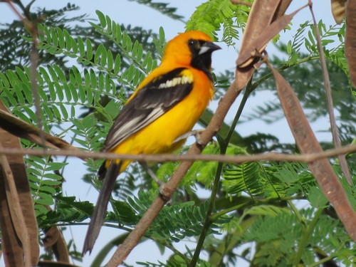 Orange Oriole