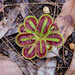Drosera squamosa - Photo (c) peter_yeeles, todos los derechos reservados
