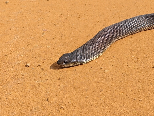 Mulga Snake sighting