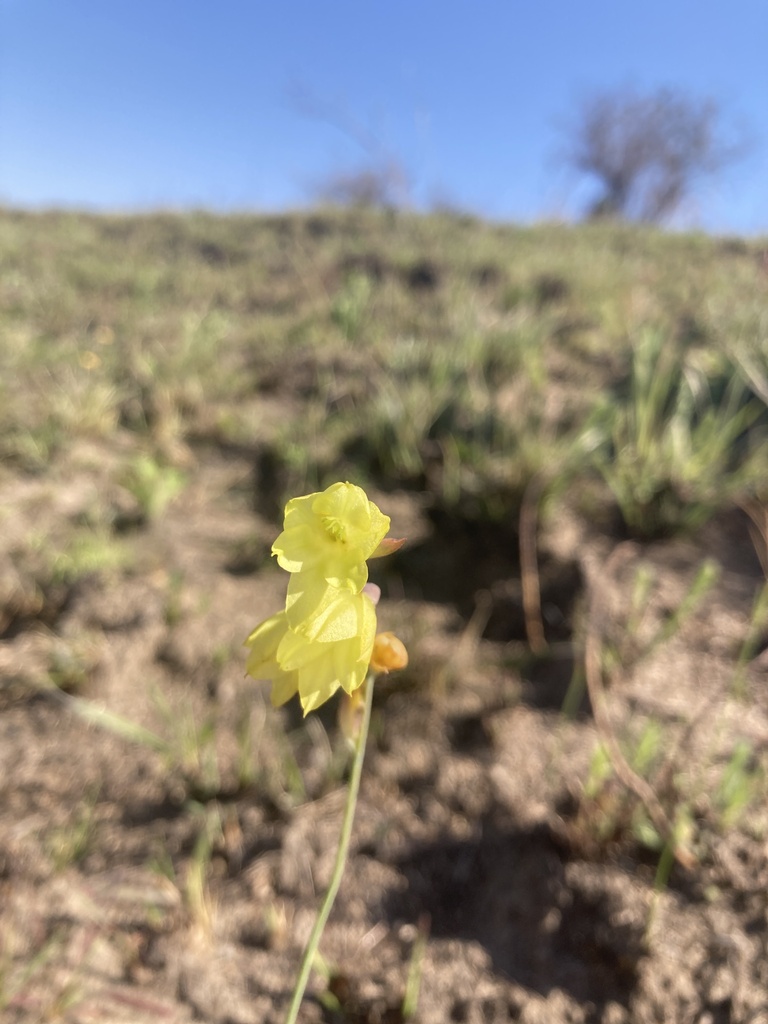 Gladiolus pubigerus from Ehlanzeni, ZA-MP, ZA on August 13, 2023 at 10: ...