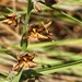 Epipactis veratrifolia - Photo 由 Sami Ullah Majeed 所上傳的 (c) Sami Ullah Majeed，保留所有權利