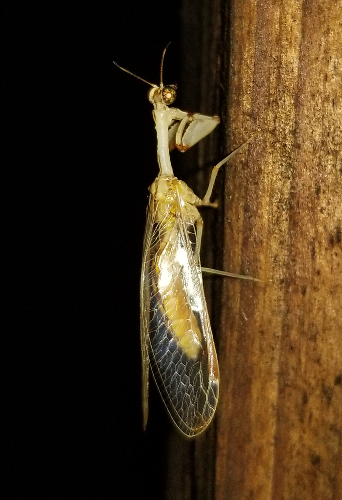 Four-spotted Mantidfly from Fentress County, TN, USA on August 12, 2023 ...