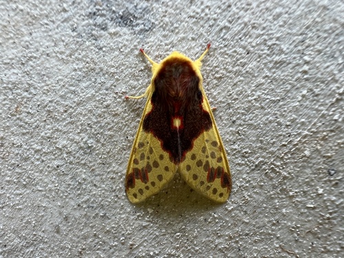 Amaxia flavipuncta