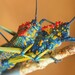 Rainbow Milkweed Locust - Photo (c) Daniel Austin, all rights reserved, uploaded by Daniel Austin