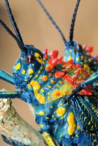 Rainbow Milkweed Locust