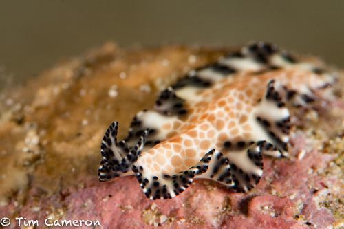 Maritigrella fuscopunctata (Prudhoe, 1978)