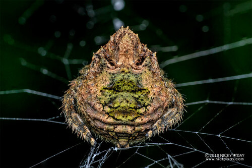Caerostris bojani