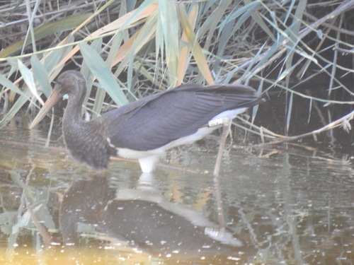 Avistamiento Cigüeña negra (Doñana)
