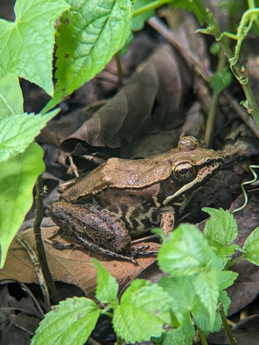 Highland Frog
