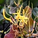 Psittacanthus eucalyptifolius - Photo (c) Marcos Silveira, todos los derechos reservados, subido por Marcos Silveira
