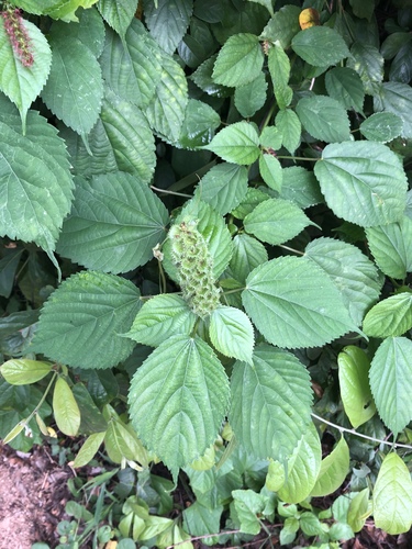 understorey false-nettle