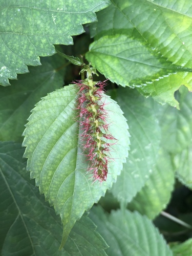 understorey false-nettle