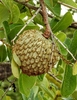 Annona crassiflora - Photo (c) Marcos Silveira, all rights reserved, uploaded by Marcos Silveira