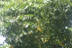 Azadirachta indica image