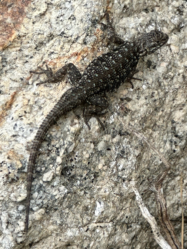 iNaturalist observation photo of Western Fence Lizard