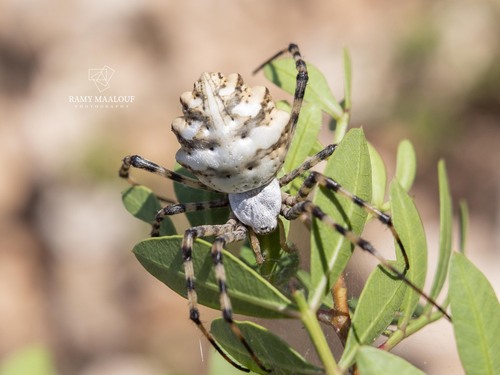 Lobed Argiope