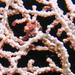 Observation photo
