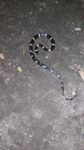 Black-banded Cat-eyed Snake