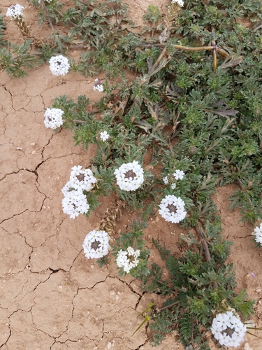 Pale Mock Vervain (Glandularia racemosa)