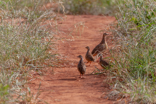 Crested Francolin