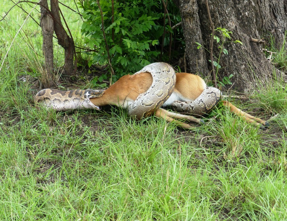 African Rock Python in October 2015 by Raymond Agyepong Antwi. African ...