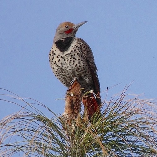 Subespecies Colaptes auratus mexicanus · iNaturalist Mexico