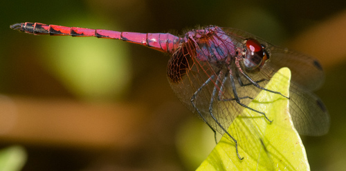 Trithemis kalula
