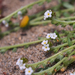 Plagiobothrys reticulatus rossianorum - Photo (c) Eric in SF, todos los derechos reservados, uploaded by Eric Hunt
