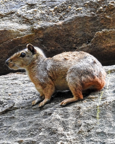 Kerodon rupestris · NaturaLista