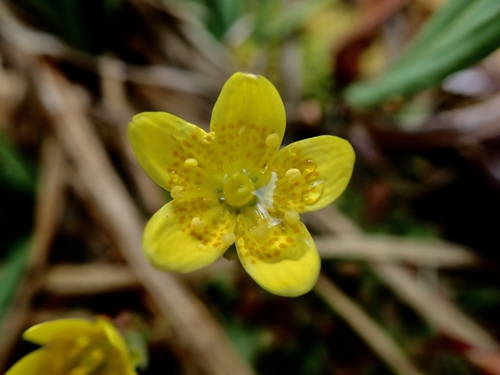 goldbloom saxifrage (Saxifraga chrysantha)