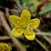 Golden Saxifrage - Photo (c) Jim Roberts, all rights reserved, uploaded by Jim Roberts