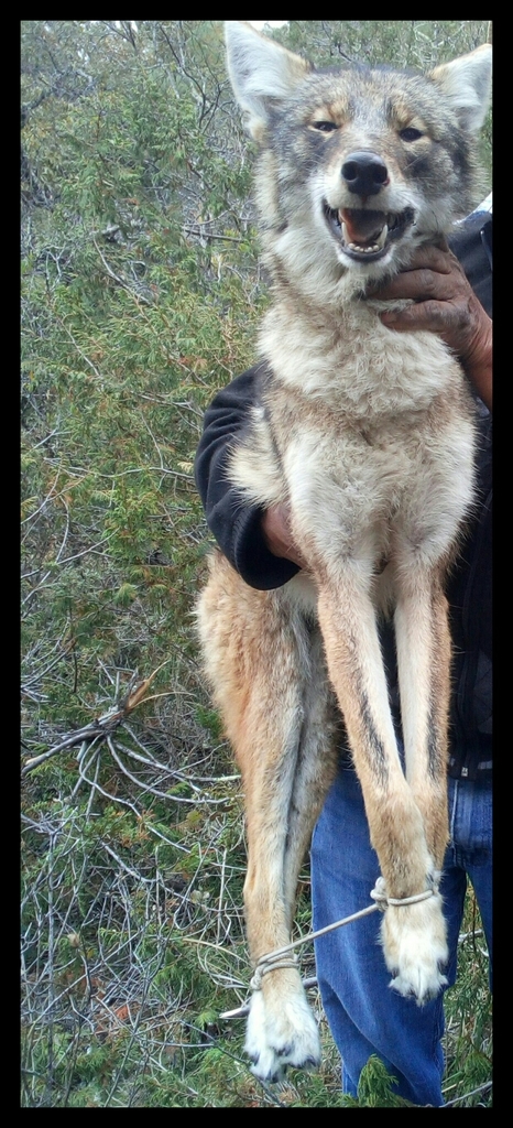 Coyote from Unnamed Road, Oaxaca, México on February 1, 2019 at 11:05