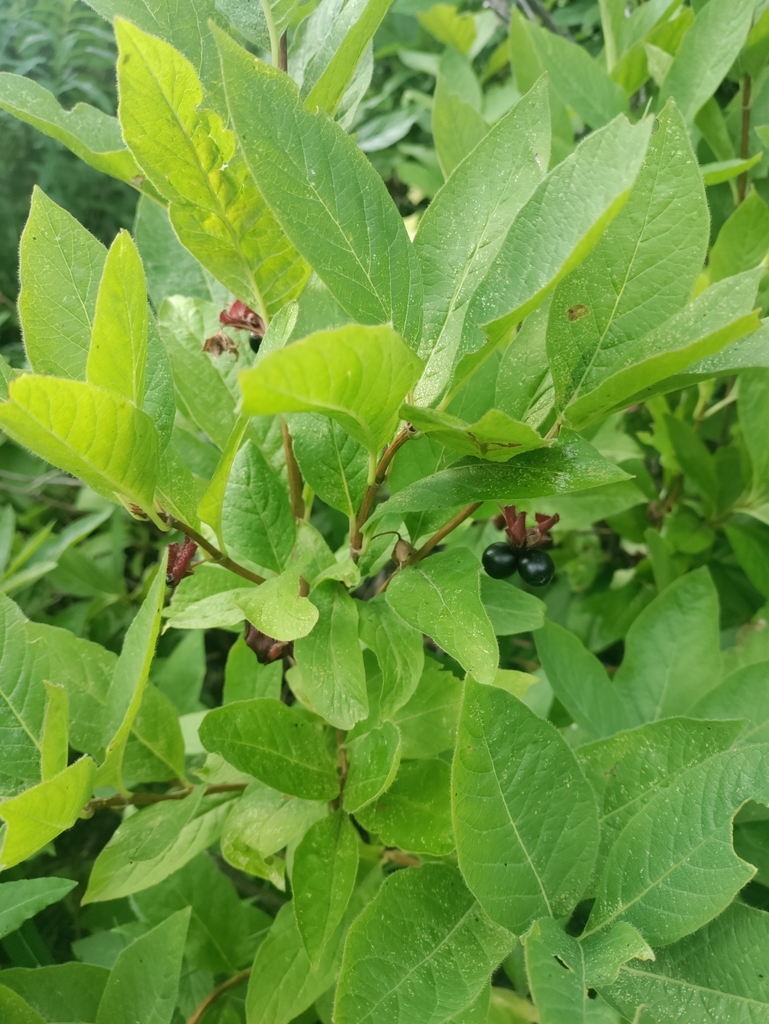 dicots from Meeker, CO 81641, USA on August 11, 2023 at 0644 PM by Nic