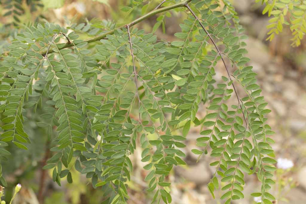 honey locust from Robinwood, West Linn, OR, USA on August 5, 2023 at 04 ...