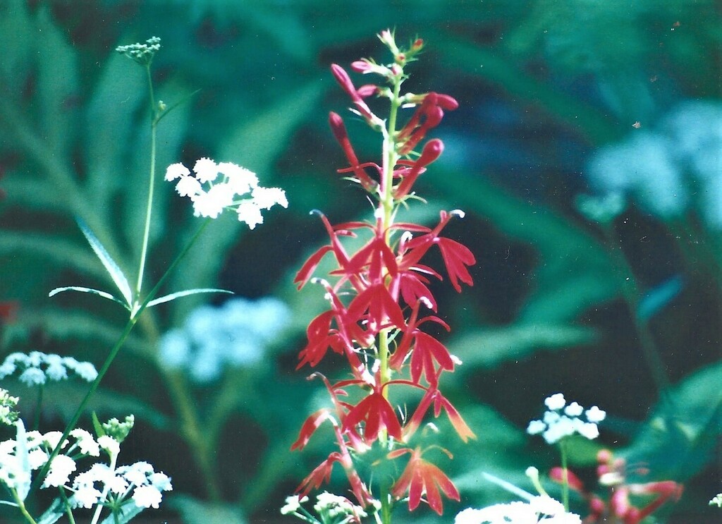 cardinal flower from Ware, MA 01082, USA on August 11, 1996 by ...