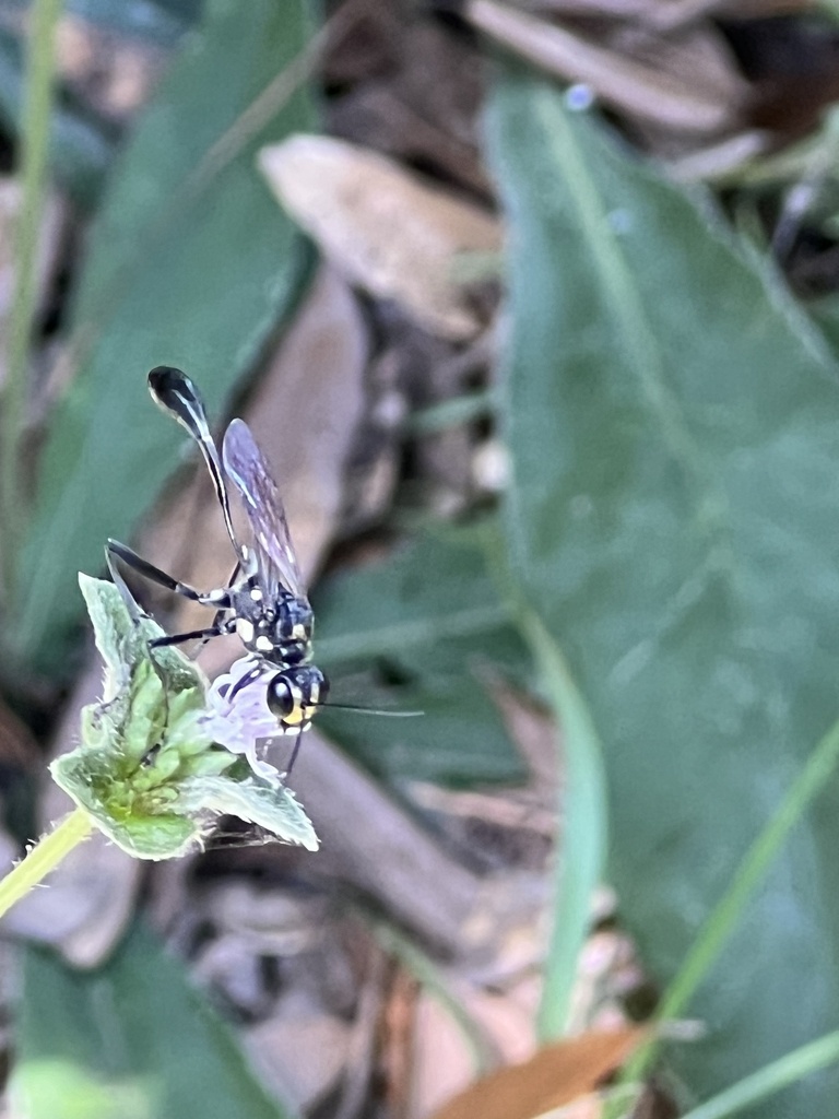 Gold Marked Thread Waisted Wasp From DeSoto National Forest Perkinston   Large 