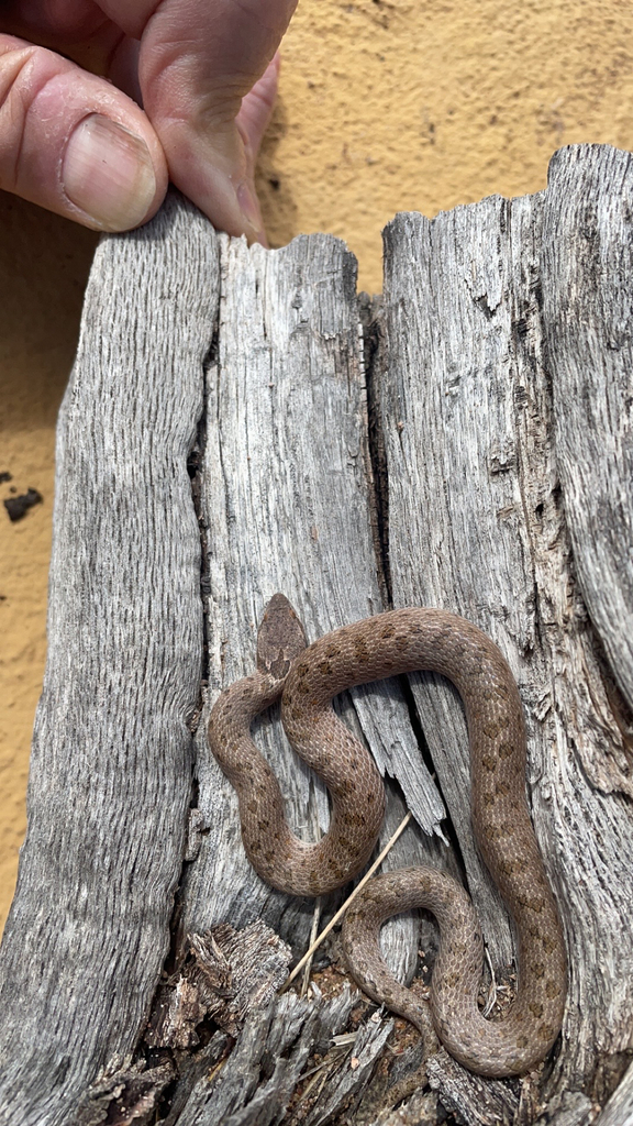 Night Snakes from Patagonia on August 13, 2023 at 1008 AM by Roy
