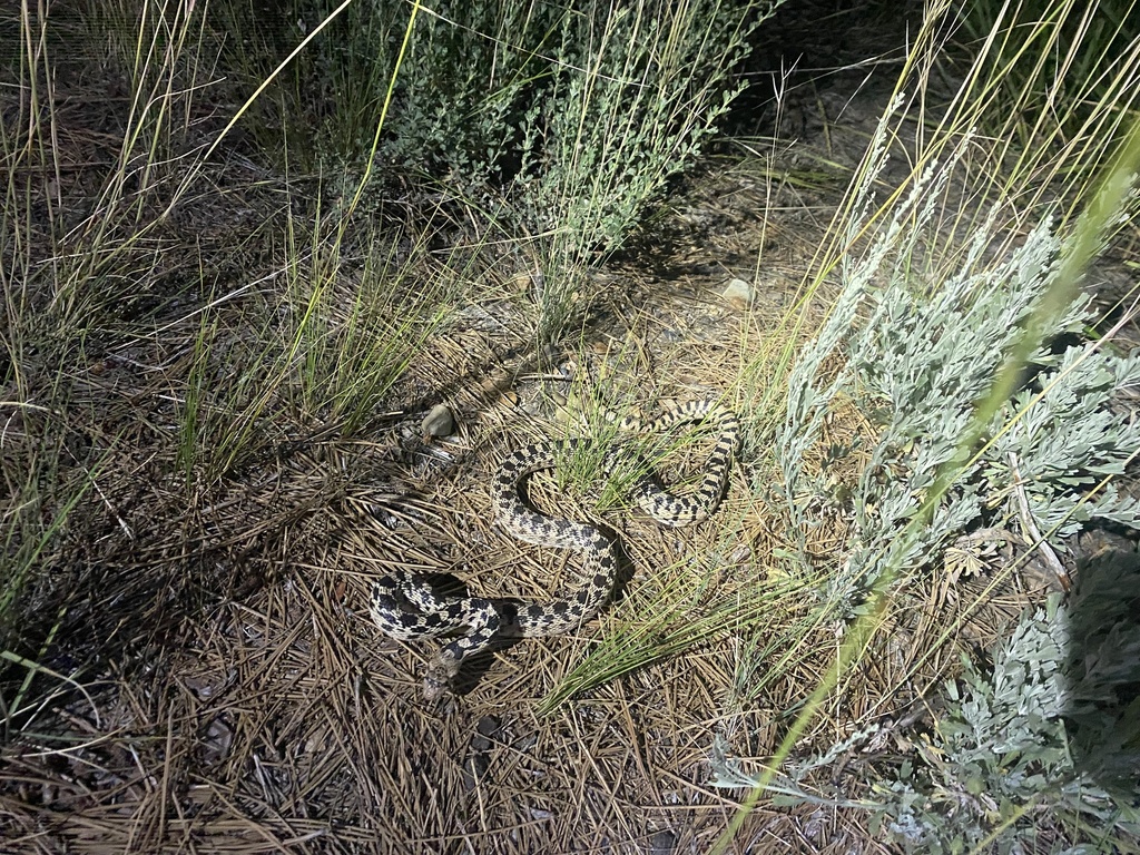 Great Basin Gopher Snake from Inyo National Forest, Bridgeport, CA, US ...