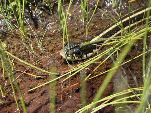 iNaturalist observation photo of Mountain Garter Snake