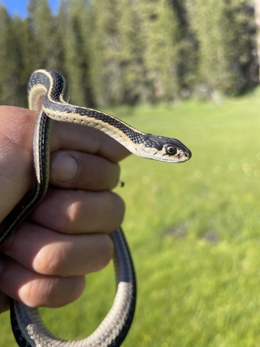 iNaturalist observation photo of Mountain Garter Snake
