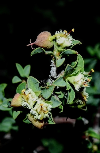 Euphorbia lycioides