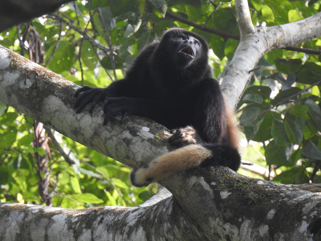 Mantled Howler Monkey from Catemaco, Ver., México on January 22, 2021 ...