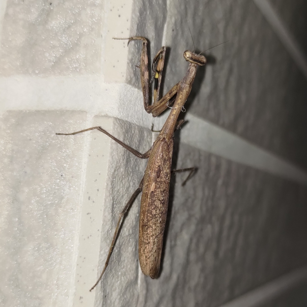 Statilia nemoralis from 510台灣彰化縣源潭里 on August 14, 2023 at 0656 AM by