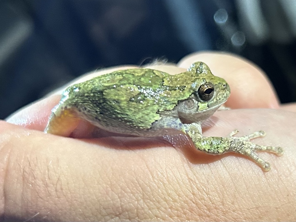 Gray Treefrog Species Complex from County Road 259, Cameron, TX, US on ...