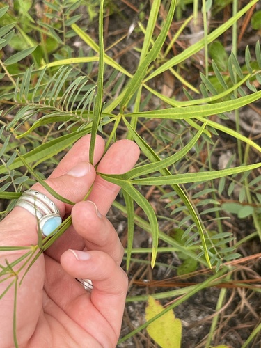 larkspurleaf tickseed (Coreopsis delphiniifolia)