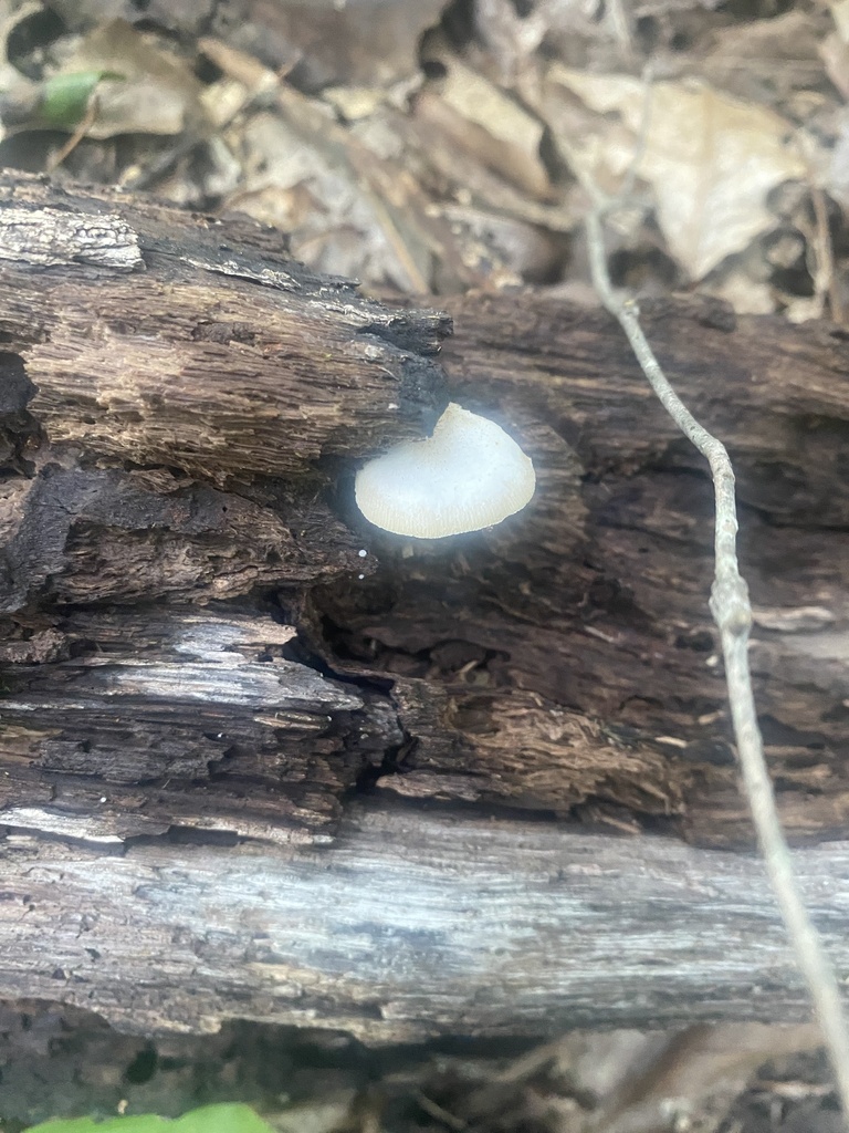 Saffron Crep from Nashville, IN, US on August 11, 2023 at 0737 PM by Julie Logterman · iNaturalist