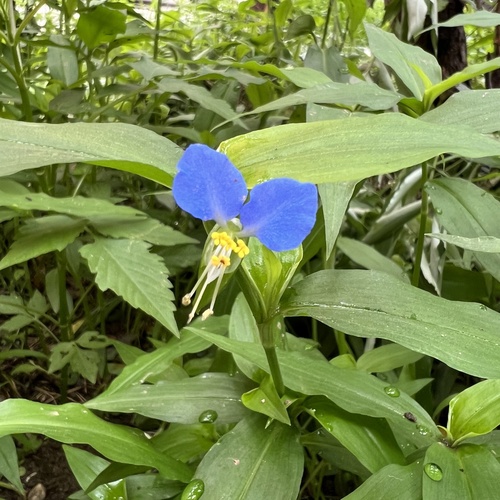 Asiatic dayflower