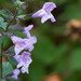 Clinopodium nepeta nepeta - Photo (c) pnsoares, all rights reserved