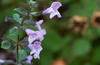 Clinopodium nepeta nepeta - Photo (c) pnsoares, all rights reserved