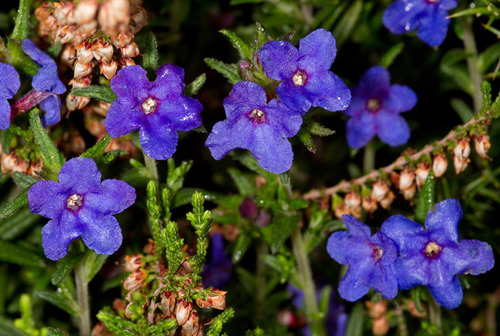 creeping gromwell